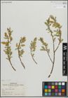 Foto von Salix lucida Muhl.